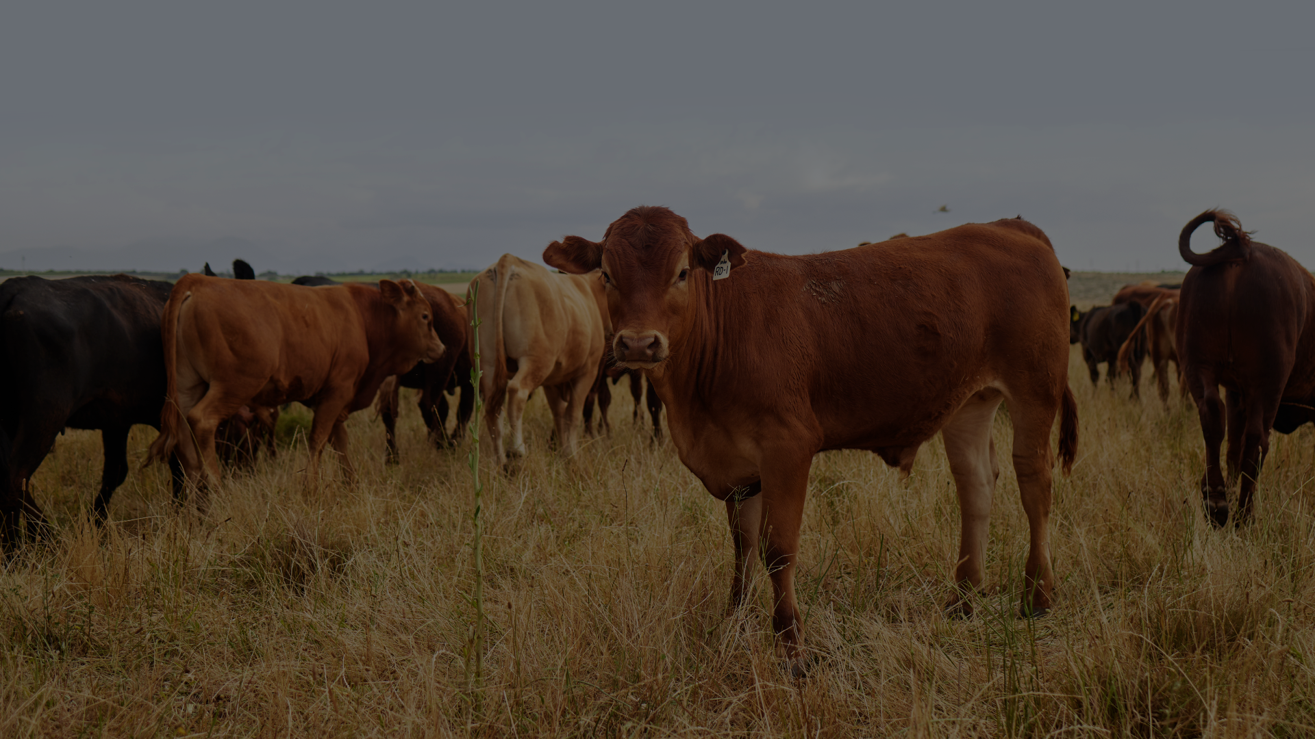 Analisis mercado ganadero 2025 2026