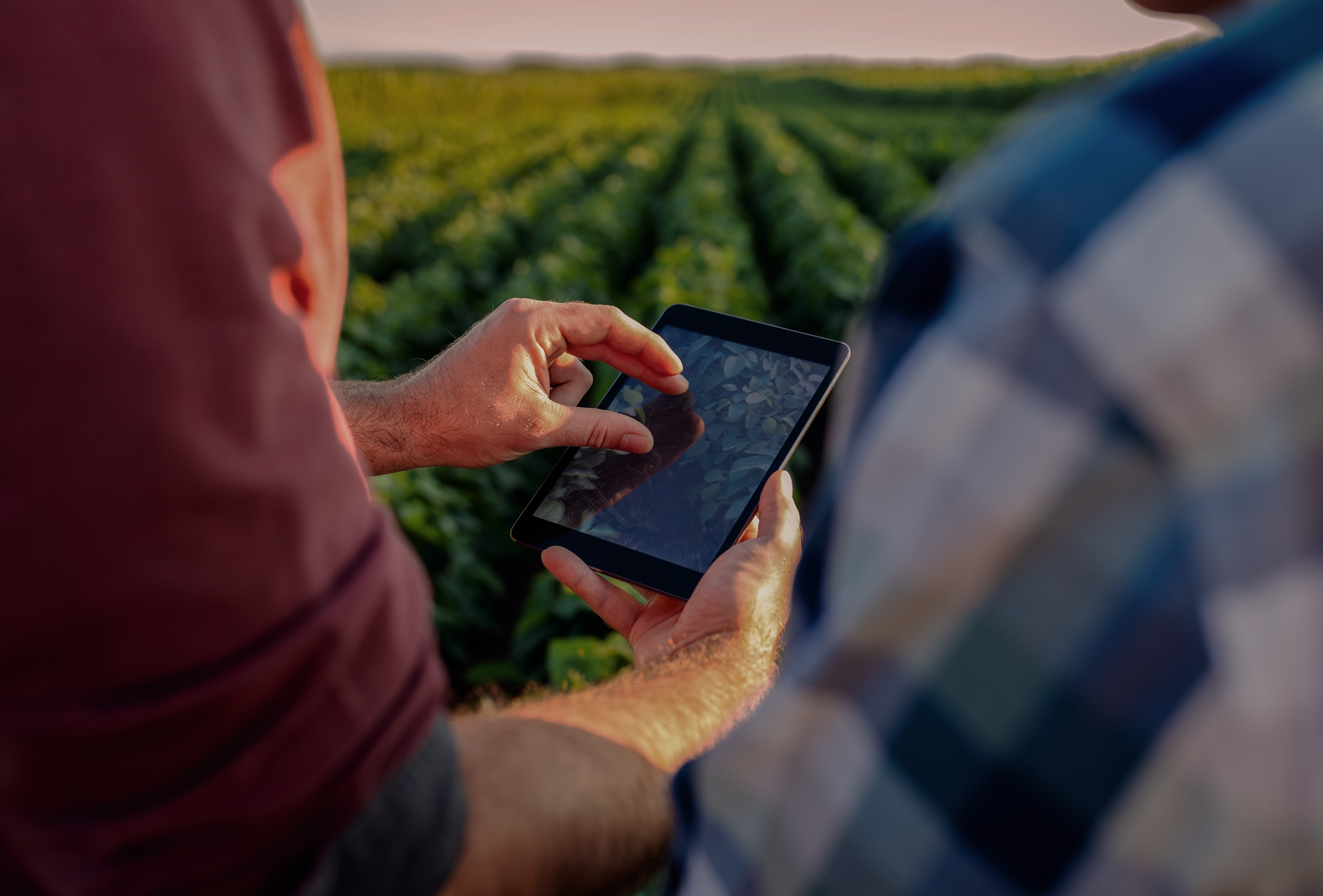 inteligencia-artifical-en-la-administracion-agropecuaria-albor